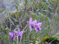 Laelia anceps