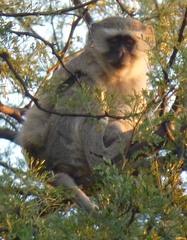 Chlorocebus cynosuros