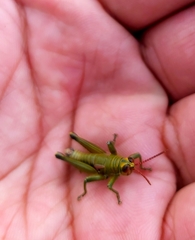 Agesander ruficornis