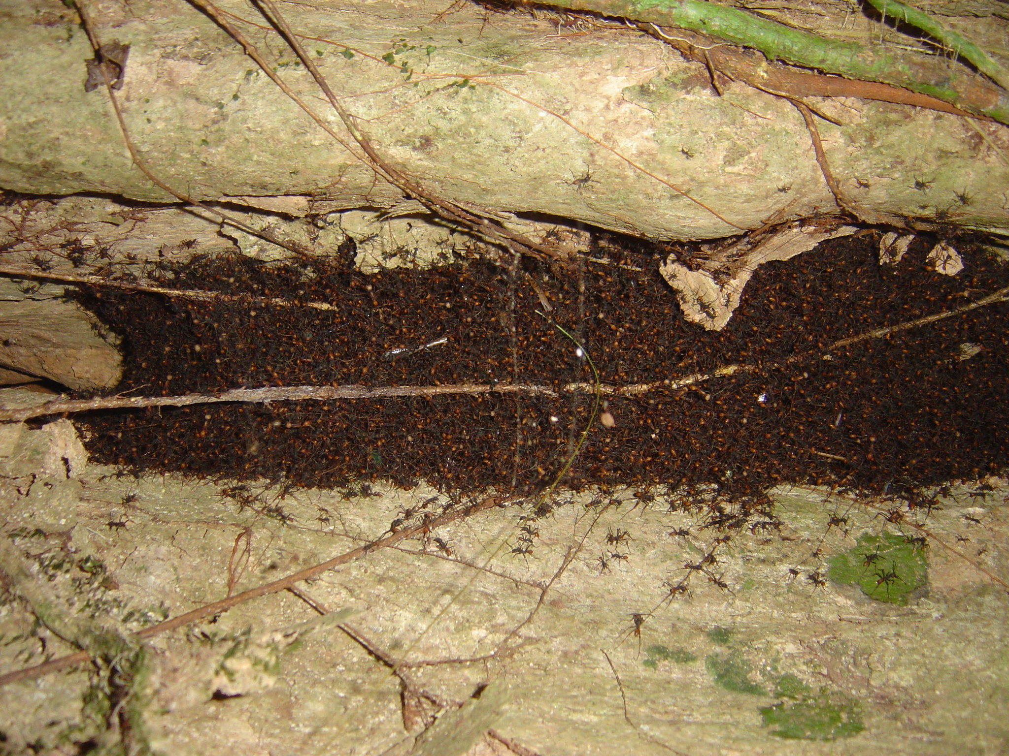 Eciton burchellii foreli