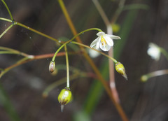 Dianella haematica