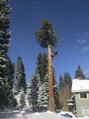 Calocedrus decurrens