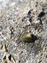 Siphonaria lessonii