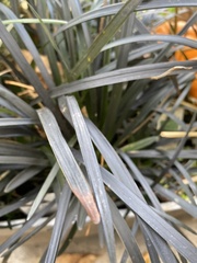 Ophiopogon planiscapus