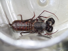 Mastigoproctus tohono