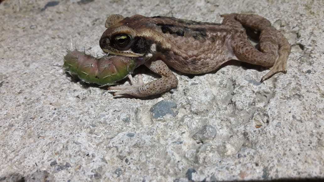 Rhinella horribilis image