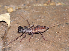 Mastigoproctus tohono
