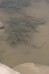 Potamogeton pusillus