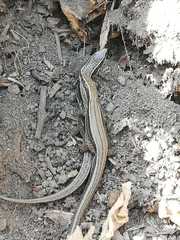 Pholidobolus montium