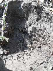 Pholidobolus montium