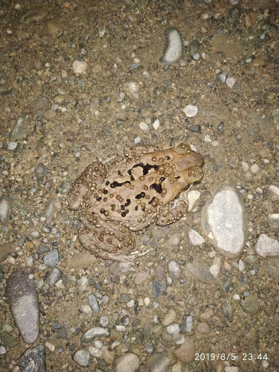Bufonidae image