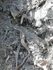 Pholidobolus montium