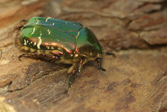 Cetonia aurata