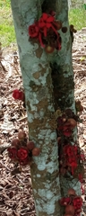 Couroupita guianensis