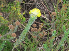 Lasiosiphon anthylloides