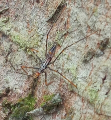 Hiranetis