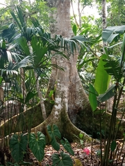 Sterculia apetala