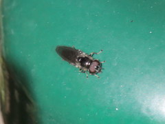 Cheilosia albitarsis