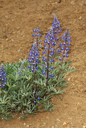 Nevada lupine (Lupinus nevadensis)