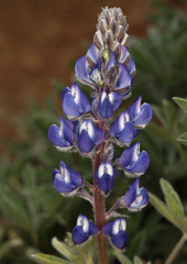 Lupinus nevadensis
