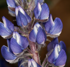 Lupinus nevadensis