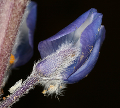Lupinus nevadensis