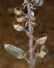 Lupinus nevadensis