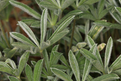 Lupinus nevadensis