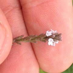 Verbena carolina
