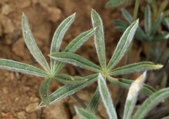 Lupinus nevadensis