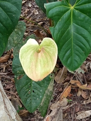 Anthurium andraeanum