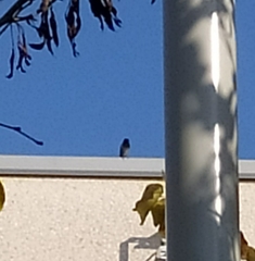 Phoenicurus ochruros