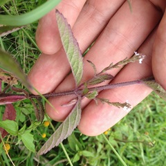Verbena carolina