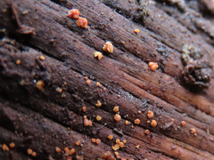 Calycina parilis