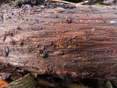 Calycina parilis