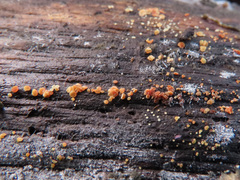 Calycina parilis