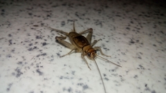 Gryllodes sigillatus