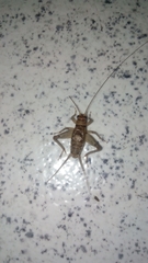 Gryllodes sigillatus