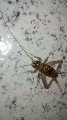 Gryllodes sigillatus