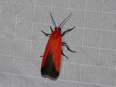 Ptychoglene coccinea