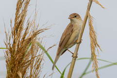 Acrocephalus scirpaceus