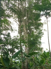 Aquilaria crassna