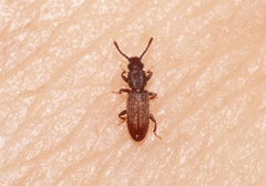 Oryzaephilus mercator