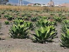Agave cupreata