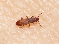 Oryzaephilus mercator