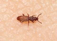 Oryzaephilus mercator