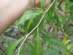 Sideroxylon lycioides