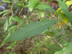 Sideroxylon lycioides