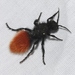 Klug's Velvet Ant - Photo (c) James Bailey, some rights reserved (CC BY-NC), uploaded by James Bailey
