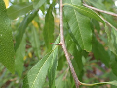 Sideroxylon lycioides